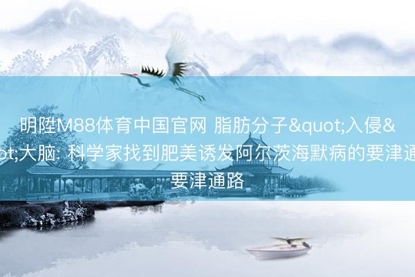 明陞M88体育中国官网 脂肪分子"入侵"大脑: 科学家找到肥美诱发阿尔茨海默病的要津通路