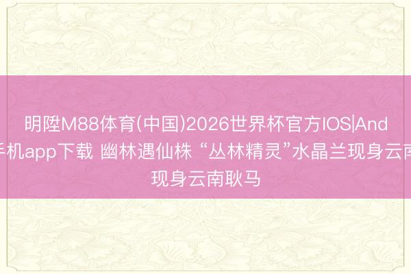 明陞M88体育(中国)2026世界杯官方IOS|Android手机app下载 幽林遇仙株 “丛林精灵”水晶兰现身云南耿马